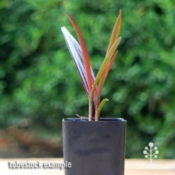 Crinum Wine Time - Swamp Lily -Foliage Flair Shop apo crinum wine time tubestock