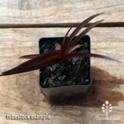 Crinum Wine Time - Swamp Lily -Foliage Flair Shop apo crinum wine time tubestock top