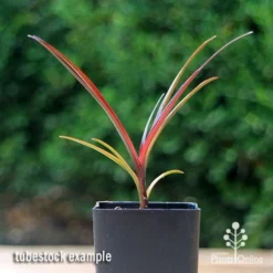 Crinum Wine Time - Swamp Lily -Foliage Flair Shop apo crinum wine time tubestock2
