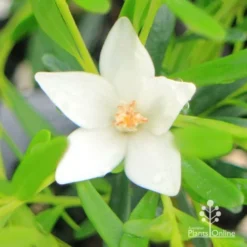 Crowea White Star - Waxflower 13 Crowea White Star - Waxflower -Foliage Flair Shop apo crowea white star flower close