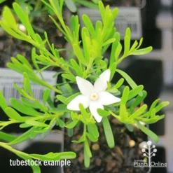 Crowea White Star - Waxflower 14 Crowea White Star - Waxflower -Foliage Flair Shop apo crowea white star tubestock