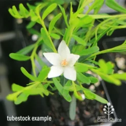 Crowea White Star - Waxflower 15 Crowea White Star - Waxflower -Foliage Flair Shop apo crowea white star tubestock2
