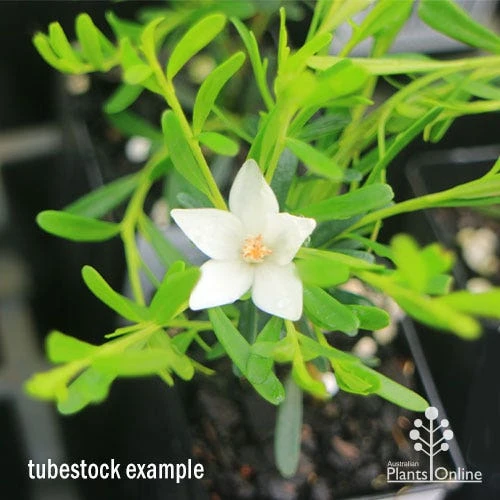 Crowea White Star - Waxflower 8 Crowea White Star - Waxflower - Image 8