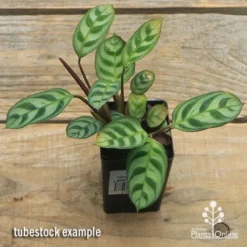 Ctenanthe Burle Marxii -Foliage Flair Shop apo ctenanthe burle marx tubestock top