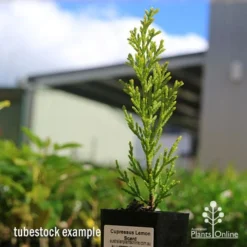 Cupressus Lemon Scent - Lemon Cypress 14 Cupressus Lemon Scent - Lemon Cypress -Foliage Flair Shop apo cupressus lemon scent tubestock
