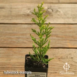 Cupressus Lemon Scent - Lemon Cypress 11 Cupressus Lemon Scent - Lemon Cypress -Foliage Flair Shop apo cupressus lemon scent tubestock top