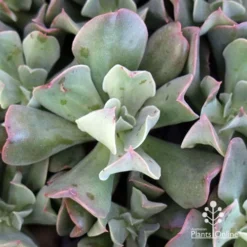 Echeveria Dark Vader - Succulent -Foliage Flair Shop apo dark vader echeveria