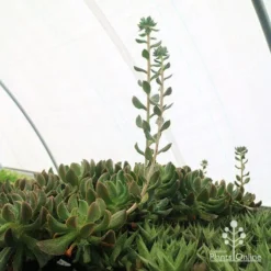 Echeveria Dark Vader - Succulent -Foliage Flair Shop apo dark vader new shoots