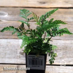 Humata - Rabbit's Foot Fern 29 Humata - Rabbit's Foot Fern -Foliage Flair Shop apo davallia humata fern