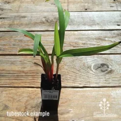 Dianella Cherry Red 18 Dianella Cherry Red -Foliage Flair Shop apo dianella cherry red tubestock top