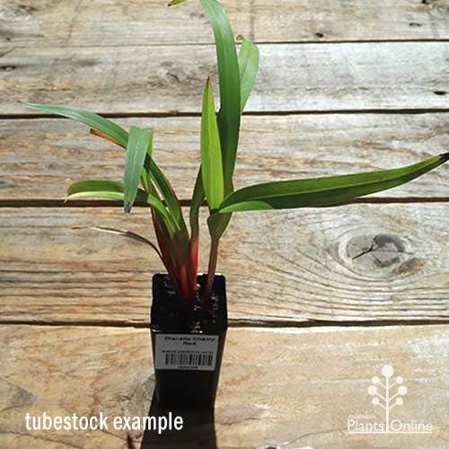 Dianella Cherry Red 8 Dianella Cherry Red - Image 8