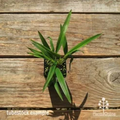 Dianella Little Jess -Foliage Flair Shop apo dianella little jess tubestock top