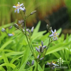 Dianella Petite Marie 14 Dianella Petite Marie -Foliage Flair Shop apo dianella petite marie flower stems