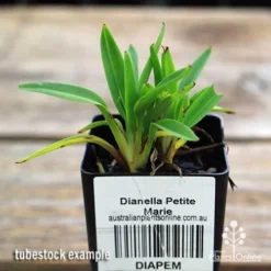 Dianella Petite Marie 16 Dianella Petite Marie -Foliage Flair Shop apo dianella petite marie tubestock