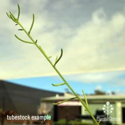 Peperomia Dolabriformis - Prayer Pepper - Succulent -Foliage Flair Shop apo dolabriformis flowerspike