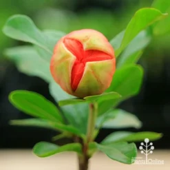 Pomegranate Double Orange 17 Pomegranate Double Orange -Foliage Flair Shop apo double pomegranate bud