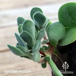 Crassula Dubia - Succulent -Foliage Flair Shop apo dubia closeup