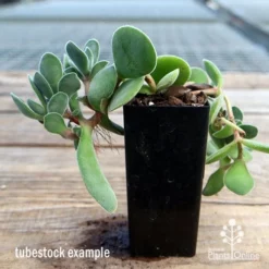 Crassula Dubia - Succulent -Foliage Flair Shop apo dubia tubestock reverse