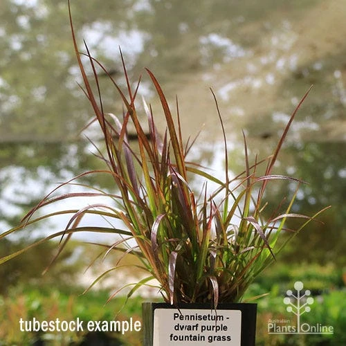 Pennisetum - Dwarf Purple Fountain Grass 3 Pennisetum - Dwarf Purple Fountain Grass - Image 3