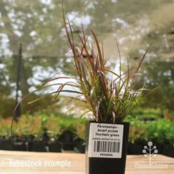 Pennisetum - Dwarf Purple Fountain Grass 11 Pennisetum - Dwarf Purple Fountain Grass -Foliage Flair Shop apo dwarf pfg tubestock2