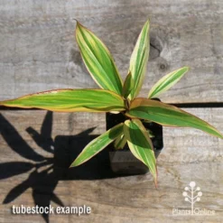 Cordyline Fruticosa Early Morning Diamond 12 Cordyline Fruticosa Early Morning Diamond -Foliage Flair Shop apo early morning diamond tubestock top