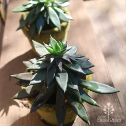 Echeveria Black Knight - Succulent -Foliage Flair Shop apo echeveria black knight pair