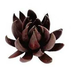 Echeveria Black Knight - Succulent -Foliage Flair Shop apo echeveria black knight promo