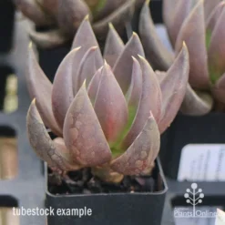 Echeveria Black Knight - Succulent -Foliage Flair Shop apo echeveria black knight tubestock