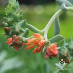 Echeveria Topsy Turvy - Succulent -Foliage Flair Shop apo echeveria topsy turvy flowers