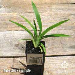 Dianella Emerald Fountain -Foliage Flair Shop apo emerald fountain dianella tubestock top