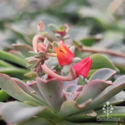 Echeveria Fantastic Fountain - Succulent -Foliage Flair Shop apo fantastic fountain flower