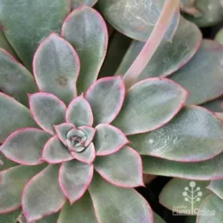 Echeveria Fantastic Fountain - Succulent -Foliage Flair Shop apo fantastic fountain leaf colour