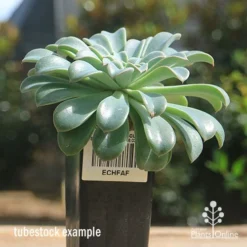Echeveria Fantastic Fountain - Succulent -Foliage Flair Shop apo fantastic fountain tubestock