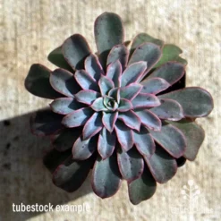 Echeveria Fantastic Fountain - Succulent