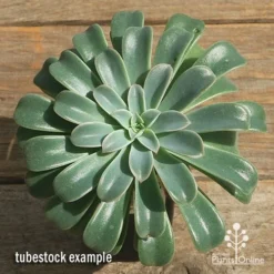 Echeveria Fantastic Fountain - Succulent -Foliage Flair Shop apo fantastic fountain tubestock top perfect