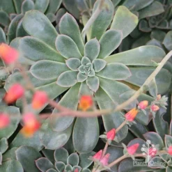 Echeveria Fantastic Fountain - Succulent -Foliage Flair Shop apo fantastic fountain 1