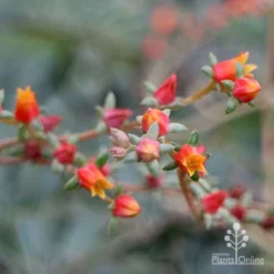 Echeveria Fantastic Fountain - Succulent -Foliage Flair Shop apo fantasticfountain flowers