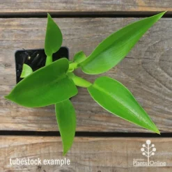 Philodendron Fat Boy -Foliage Flair Shop apo fat boy tubestock top