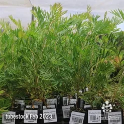 Grevillea Ned Kelly 15 Grevillea Ned Kelly -Foliage Flair Shop apo feb ned kelly