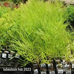 Grevillea Yamba Sunshine 11 Grevillea Yamba Sunshine -Foliage Flair Shop apo feb yamba sunshine