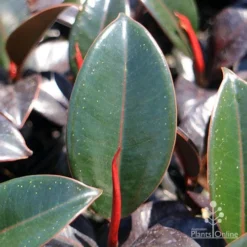 Ficus Elastica Burgundy - Rubber Plant