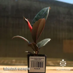 Ficus Elastica Burgundy - Rubber Plant -Foliage Flair Shop apo ficus burgundy rubber plant tubestock