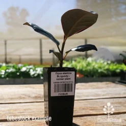 Ficus Elastica Burgundy - Rubber Plant -Foliage Flair Shop apo ficus burgundy tubestock