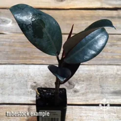 Ficus Elastica Burgundy - Rubber Plant -Foliage Flair Shop apo ficus burgundy tubestock top