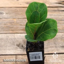 Ficus Lyrata Bambino - Fiddle Leaf Fig -Foliage Flair Shop apo ficus lyrata bambino tubestock top