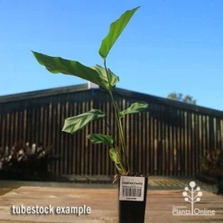 Calathea Freddy -Foliage Flair Shop apo freddy tubestock tall