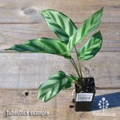 Calathea Freddy -Foliage Flair Shop apo freddy tubestock top