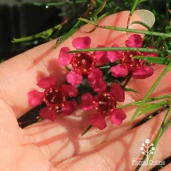 Chamelaucium Free Spirit - Waxflower -Foliage Flair Shop apo free spirit deep pink