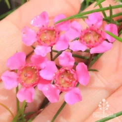 Chamelaucium Free Spirit - Waxflower -Foliage Flair Shop apo free spirit flower closeup