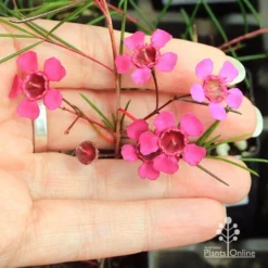 Chamelaucium Free Spirit - Waxflower -Foliage Flair Shop apo free spirit flower size